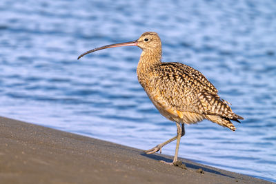 Close up of a long-billed curlew on a sandy beach.