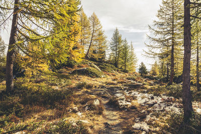 Trees in forest against sky