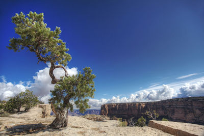 Lone pine at rock of grand canyon on a day with beautyful clouds above horizon an blue sky