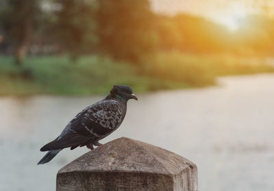 Close-up of bird perching on wooden post