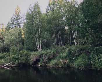 Scenic view of lake amidst trees in forest