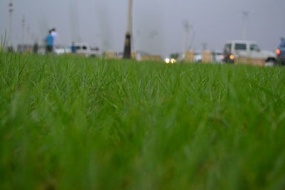 Surface level of grassy field