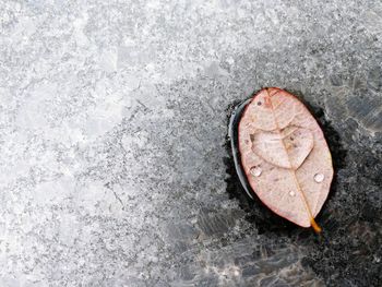 High angle view of leaf on water against white background