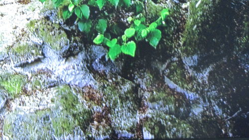 Trees growing in water