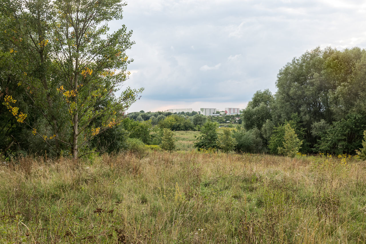 TREES ON LANDSCAPE AGAINST SKY