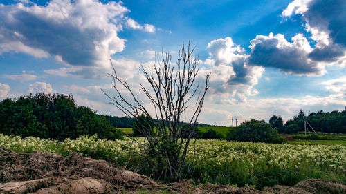 Plants growing on field against sky