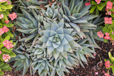 High angle view of succulent plant on field