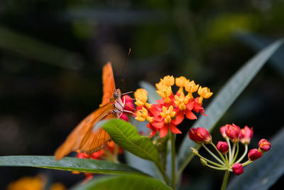 Close-up of butterfly pollinating on pink flowering plant