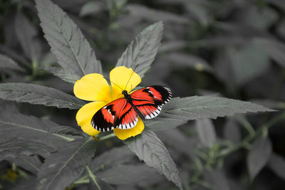 Close-up of butterfly pollinating on yellow flower