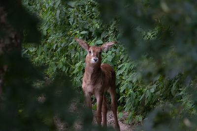 Portrait of deer standing against plants