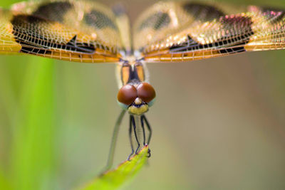 Close-up of dragonfly 