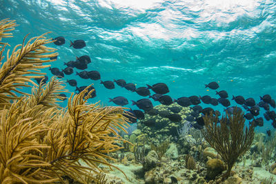 Blue tang school swimming over coral