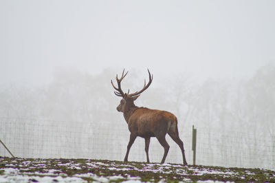 Stag walking on field during winter