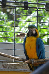 Close-up of parrot perching on metal in cage at zoo