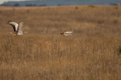 Bird flying over grassy land