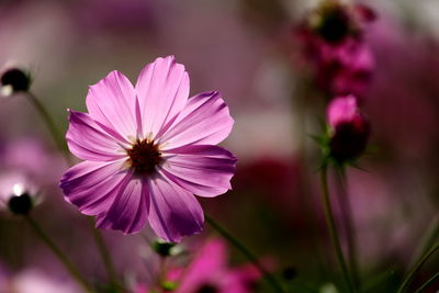 Close-up of pink flower against blurred background