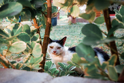 Portrait of a cat