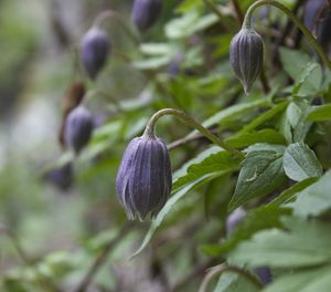 Close-up of purple flowering plant