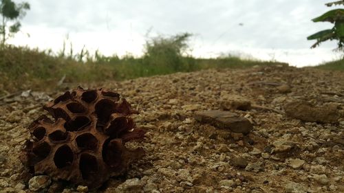 Close-up of field