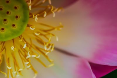 Close-up of flower against blurred background