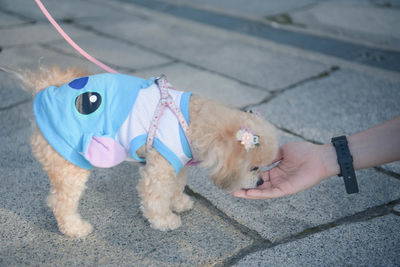 Midsection of person with dog on footpath