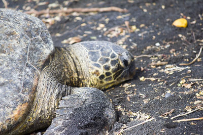 Close-up of tortoise