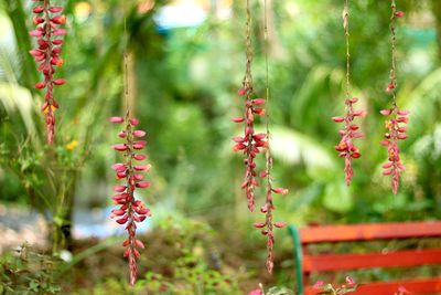 Close-up of red flowering plants