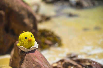 Close-up of yellow toy bird on rock