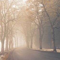 Empty road amidst trees during foggy weather