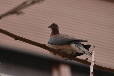 Low angle view of bird perching