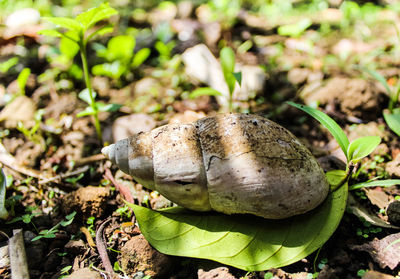 Close-up of plant growing on field