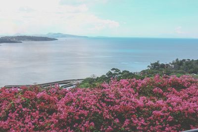 Close-up of pink flowers in sea