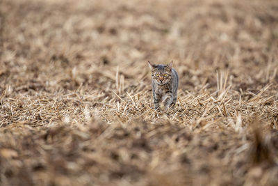 Cheetah on field