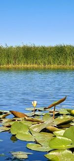 Water lily in lake against clear blue sky
