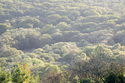 High angle view of trees in forest
