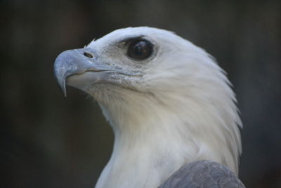 Close-up of a bird