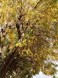 Low angle view of tree against sky