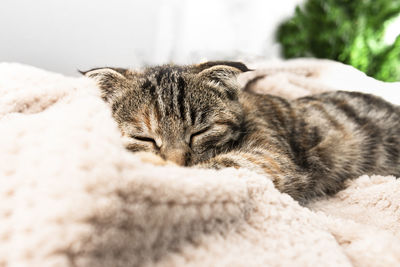 Close-up of cat lying on bed