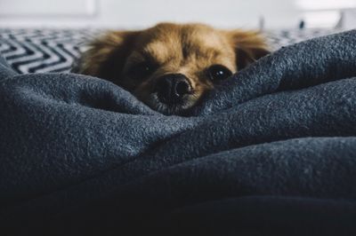 Close-up portrait of dog relaxing on bed at home