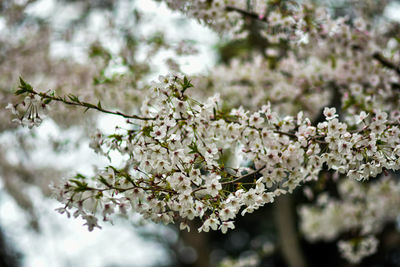 Cherry blossoms in tokyo japan and known as sakura flowers