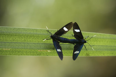 Insect mating on leaf