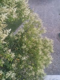 High angle view of plants growing on land