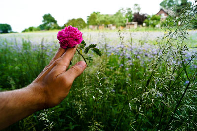 Close-up of hand holding flower in field