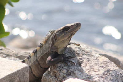 Close-up of lizard on rock by sea