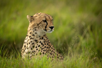 Close-up of a cat on a field