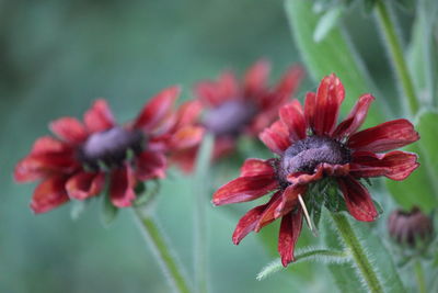 Close-up of red flowering plant