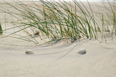 High angle view of shells on sand