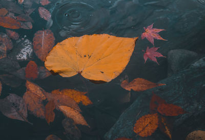 High angle view of maple leaves floating on water