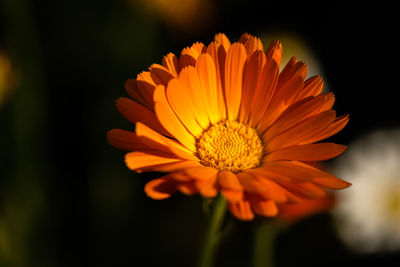 Close-up of orange gerbera daisy