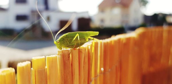 Close-up of insect on leaves